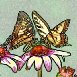 Беседа бабочек