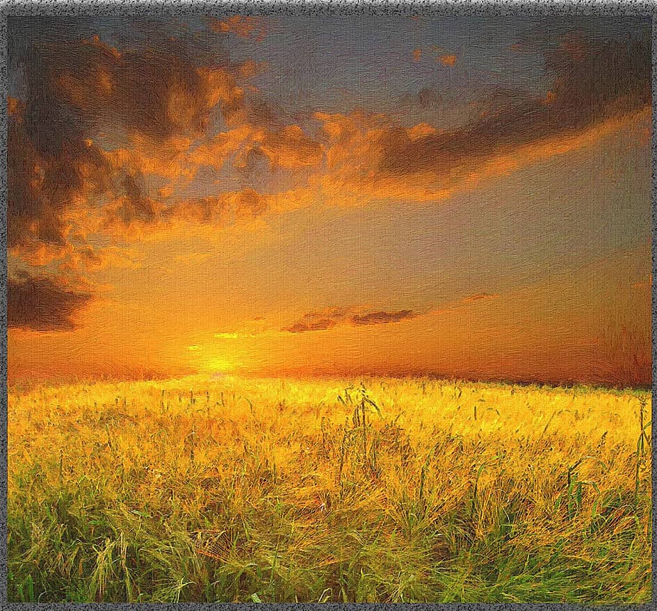 Золотое поле.