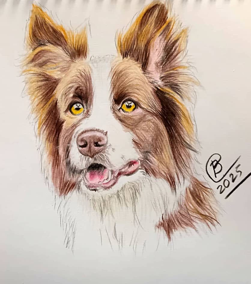 Бордер-Колли