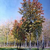 Осенний клён