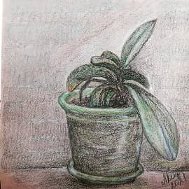 Орхидея "отдыхающая"