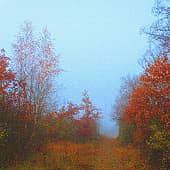 Цветные туманы осени.