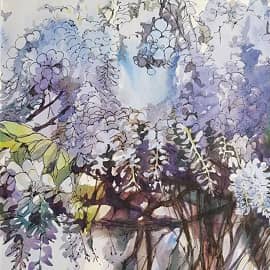 Итальянская глициния цветет