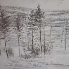 Сосны в поле