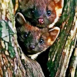 Животные 005