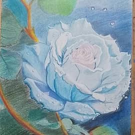 Голубая роза.