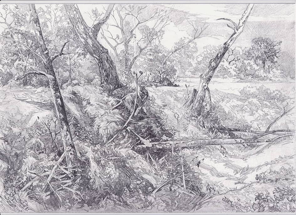 Лесной овражек