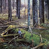 "Жизнь леса. Сойка"