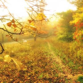 а листья кружатся и падают