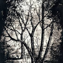 Лесные контрасты  The Forest Contrasts