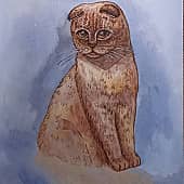 Шотландская вислоухая кошка