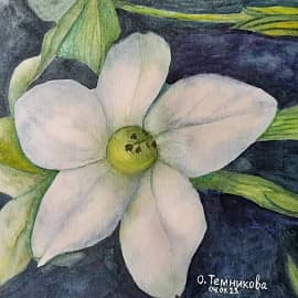 Душистый табак