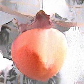 Хурма Хиросимы