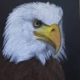 Белоголовый орлан