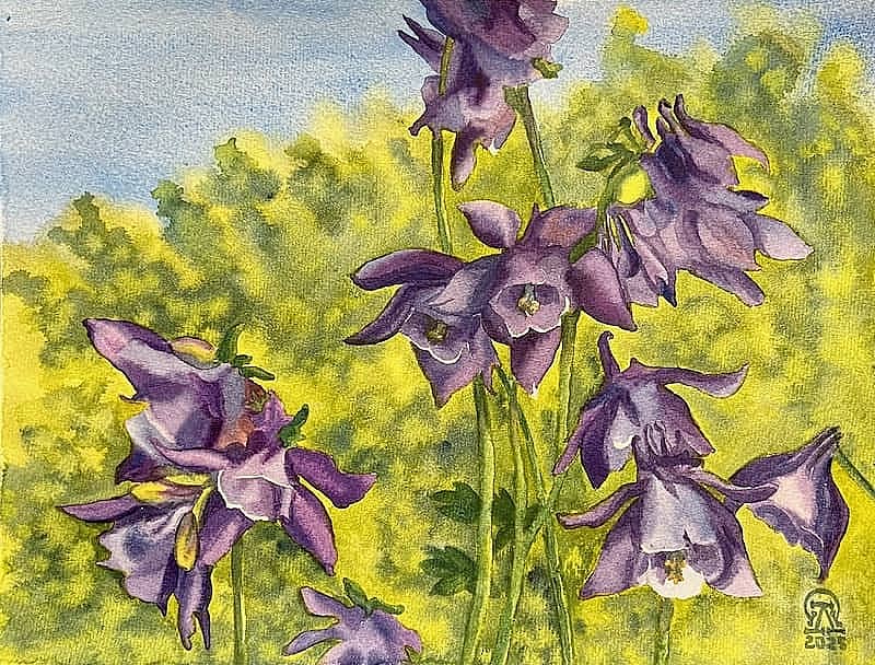 Аквилегия. 2.