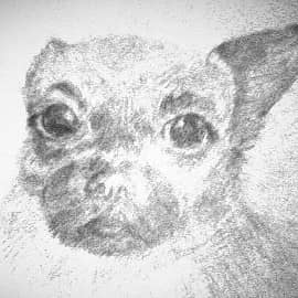 Любимая собака