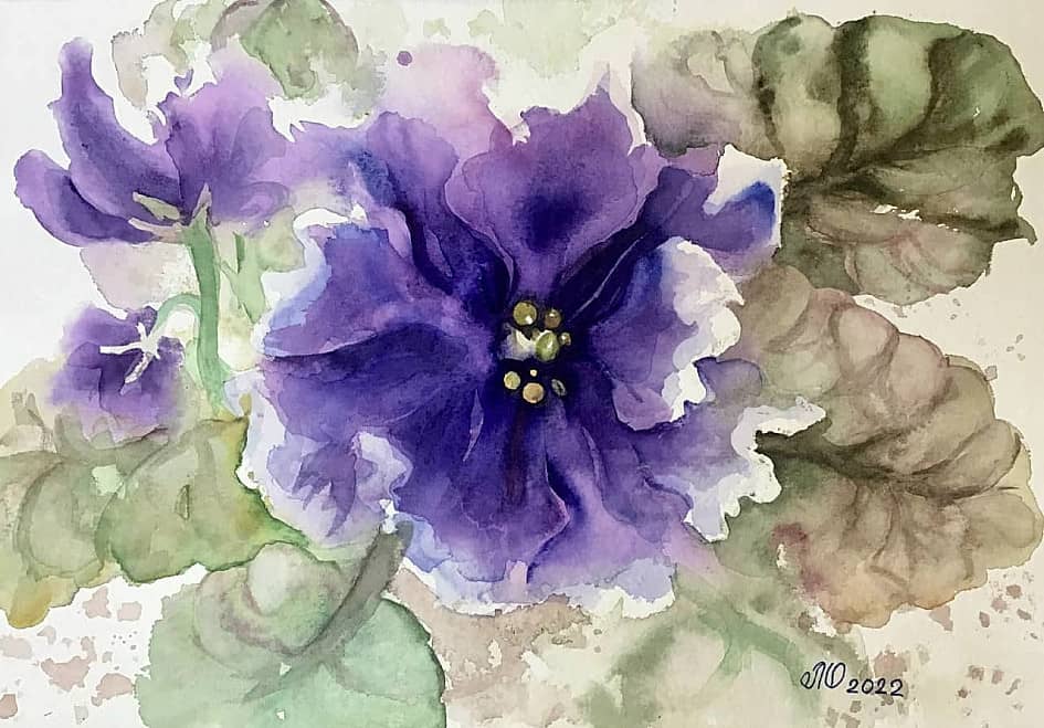 Голубая фиалка