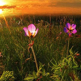 Детство, юность, зрелость.