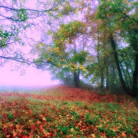 Сиреневый туман.