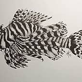 Крылатка-зебра