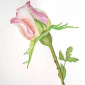 "Роза", копия работы Carolyn Jenkins