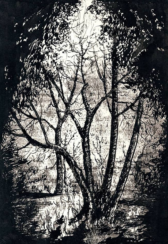Лесные контрасты  The Forest Contrasts