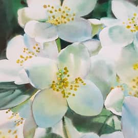 "Жасминовый свет в июне"