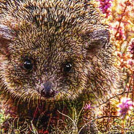 Животные 059