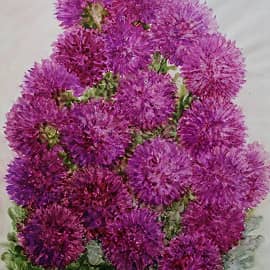 "Астры - это звёзды"