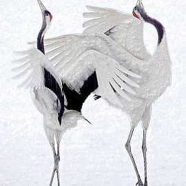 Танцующие Аисты