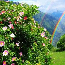 весенняя радуга