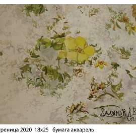Ветреница 2020  18х25   бумага акварель