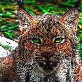 Животные 087