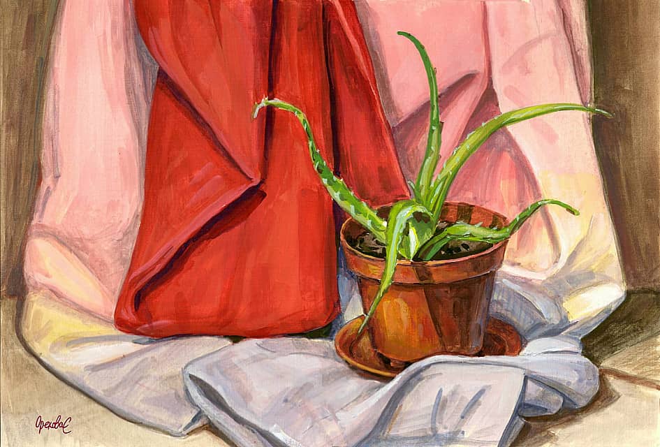 Этюд с алоэ