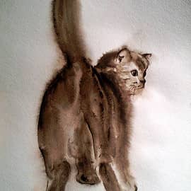 Пушистый котик