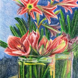 Амариллис. Скетч.