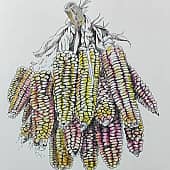 Вязанка кукурузы
