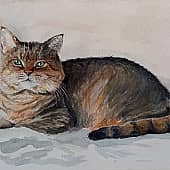 Кот шиншилла