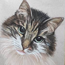 Котиков много не бывает