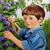 Сбор слив в саду