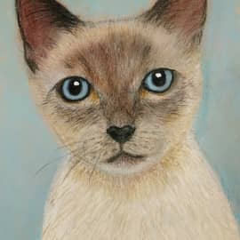 ДОМАШНИЙ КОТ