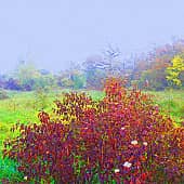 Осенний букет.