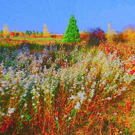 Солнечные ромашки.