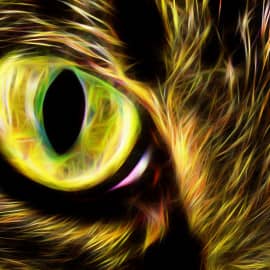 Взгляд из темноты