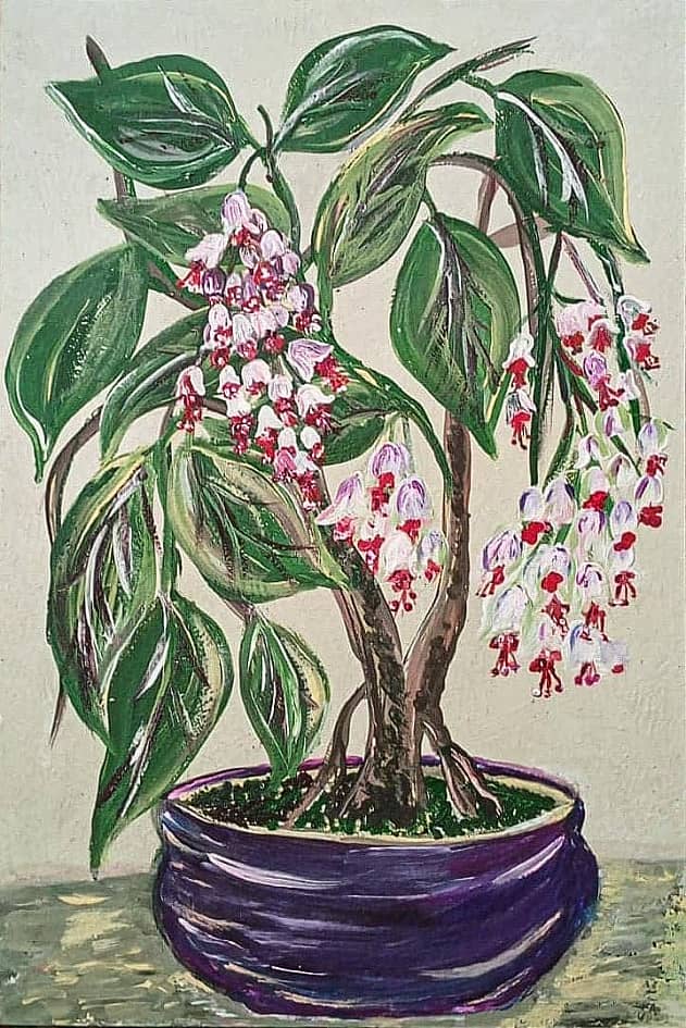 Бонсай " Клеродендрум госпожи Томпсон"