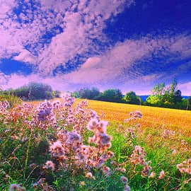 В солнечных лучах.