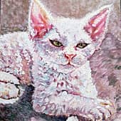 Кот белый сфинкс кучерявый