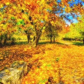 опавшие листья