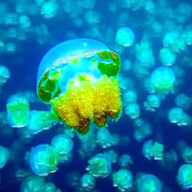 Подводный мир 006