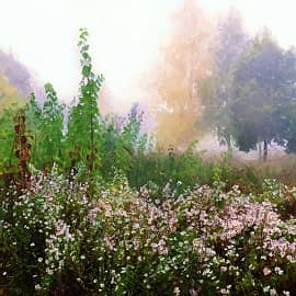 Берёзы в тумане.